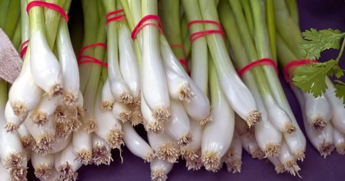 oignons verts
